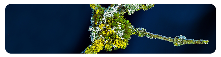 Lichens.png