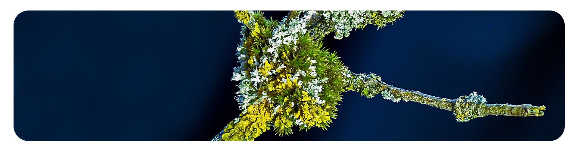 Lichens.png