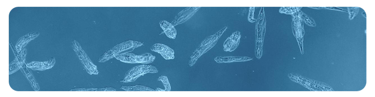 Rotifer.png