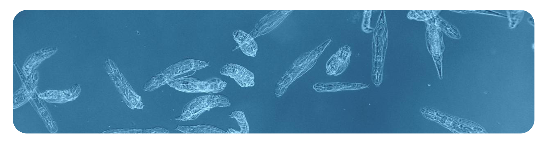 Rotifer.png