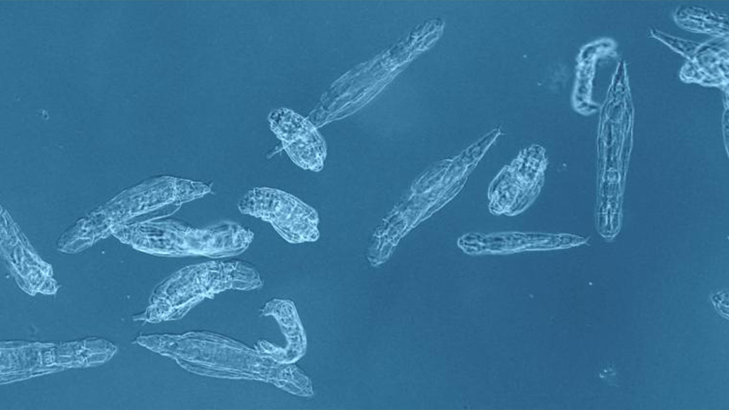 Rotifer
