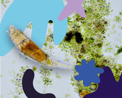 Illustration de l'activité