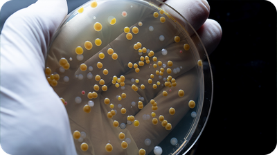 Bactéries