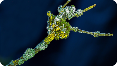 Lichens